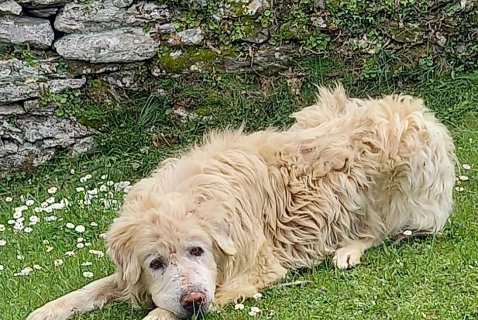 Alerte Découverte Chien  Mâle Felce France